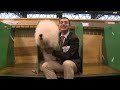 Old English Sheepdog - Best Of Breed - Crufts 2013