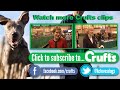 Old English Sheepdog - Best Of Breed - Crufts 2013