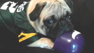 Packer Pug