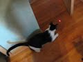 humorus video of a cat playing with a laser pointer :):):):)