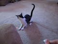 humorus video of a cat playing with a laser pointer :):):):)