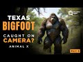 Part 6 Texas Bigfoot - Animal X Natural Mystery Unit