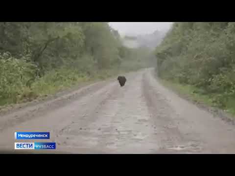 Медвежонка из Междуреченска, которого возвращали в лес, опять заметили водители