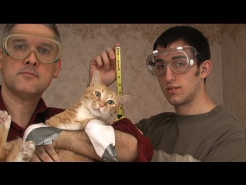 funny cat videos youtube. Another Cat Video!