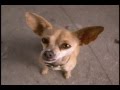 Shops Taco Bell Chihuahuas