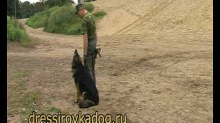 Немецкая овчарка, общий курс дрессировки