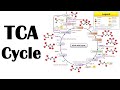 TCA (Kreb's) Cycle Rap - Wilson Lam (Macklemore - Thrift Shop Parody)