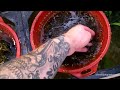 Fertilizing a Planted Aquarium..Greenhouse Aquariums..