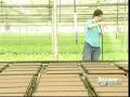 How its made - Hydroponic lettuce production
