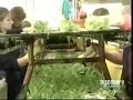 How its made - Hydroponic lettuce production
