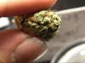 Mr.Davis Marijuana Strain- BubbleGum Kush!