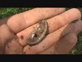 Metal Detecting with the Garrett AT Pro