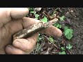 Metal Detecting with the Garrett AT Pro