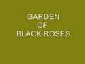Garden Of Black Roses.