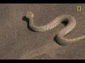 Snake vs. Lizard