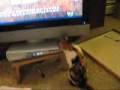How to catch a bird... on the TV How to catch a bird... on the TV