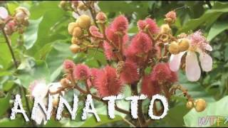 What Is Annatto How To Make Annatto Rice Recipe Youtube