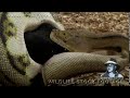 Python eats Pig 01 - Dangerous Animals