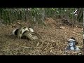 Python eats Pig 01 - Dangerous Animals