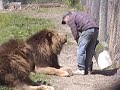Lion Attack Friendly, Powerful, Dangerous