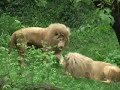 Lion Attack Friendly, Powerful, Dangerous