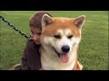 Pet4you.gr: Dogs Akita - Ακίτα