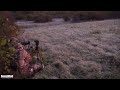 Eastern Coyote Hunting: Three's Company (DownWind Outdoors)