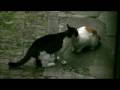 neko-gazou-syoukai019.jpg
