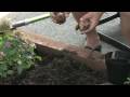 Flower & Plant Garden Care : Transplanting Daffodils