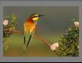 miniature