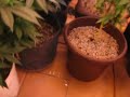 Harvesting Cannabis WEIGH IN