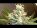 Kat williams jokes about weed - mixed into a song by Dj publo