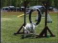 Funniest Dog Agility Bloopers