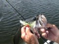 Mighty Bite Lure kit works I caught my trout limit at the lake!!
