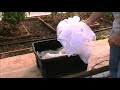 Dutch Bucket Hydroponic Tomatoes - Lessons Learned and a New Crop