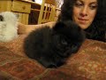 Kitty baby cat funny kitten
