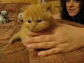 Kitty baby cat funny kitten