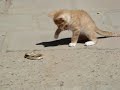 【激カワ癒し☆】子猫ちゃんとヘビのじゃれあい対決♪ Cute kitty vs snake 5