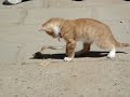 【激カワ癒し☆】子猫ちゃんとヘビのじゃれあい対決♪ Cute kitty vs snake 5