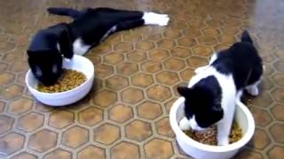 O resultado de dois gatos anestesiados