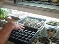 Overwatered Seeds at Your Small Kitchen Garden