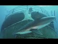 GoPro: Director's Cut - Shark Riders