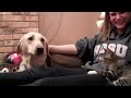 Dog Meets Kitten for the First Time