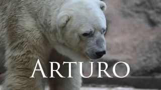 Murió en Mendoza el Oso polar Arturo
