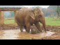 Baby Elephant Navann's Outing