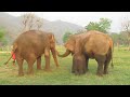 Baby Elephant Navann's Outing