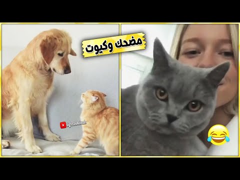تحميل Mp3 Mp4 فيديو قطط مضحك جدا مرتبط بأغنية قطه سامو زين مكتبة