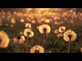 Background Music Instrumentals: Two Hours New Age Slow Music