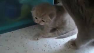 Двухнедельные британские котята
