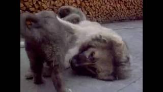 кавказская овчарка характер